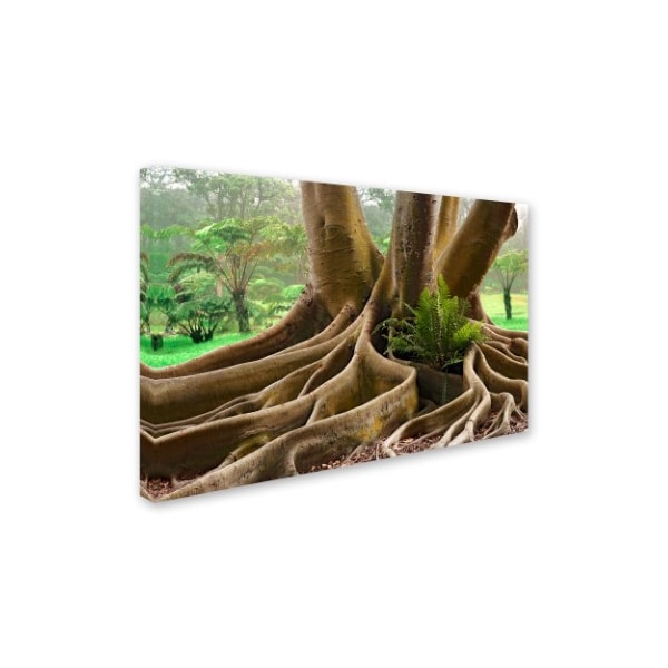 Mike Jones Photo 'Roots Sarasots Big Tree ' Canvas Art,22x32